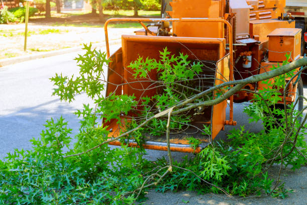 Best Tree Removal Near Me  in Citrus Hills, FL